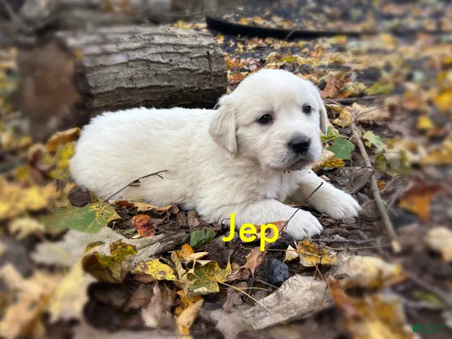 Golden Retriever dogs Jep - Ad 34