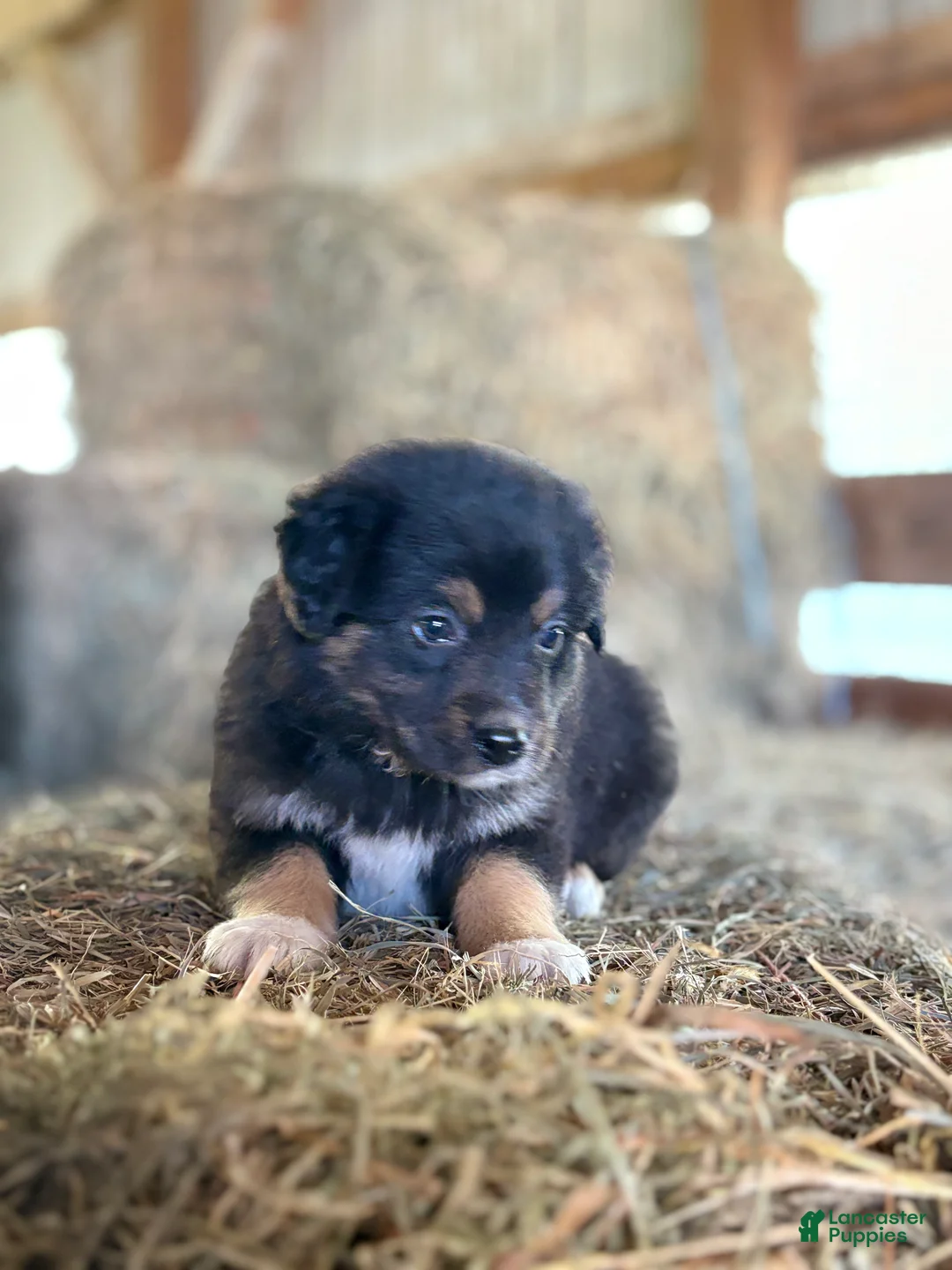 Australian Shepherd dogs for sale: Raven - Ad 2