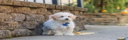 Maltipoo dogs for sale: Koda - Ad 6