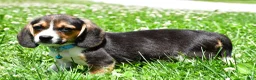 Beagle dogs for sale: Ved - Ad 9