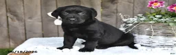 Labrador Retriever dogs for sale: Rita - Ad 2