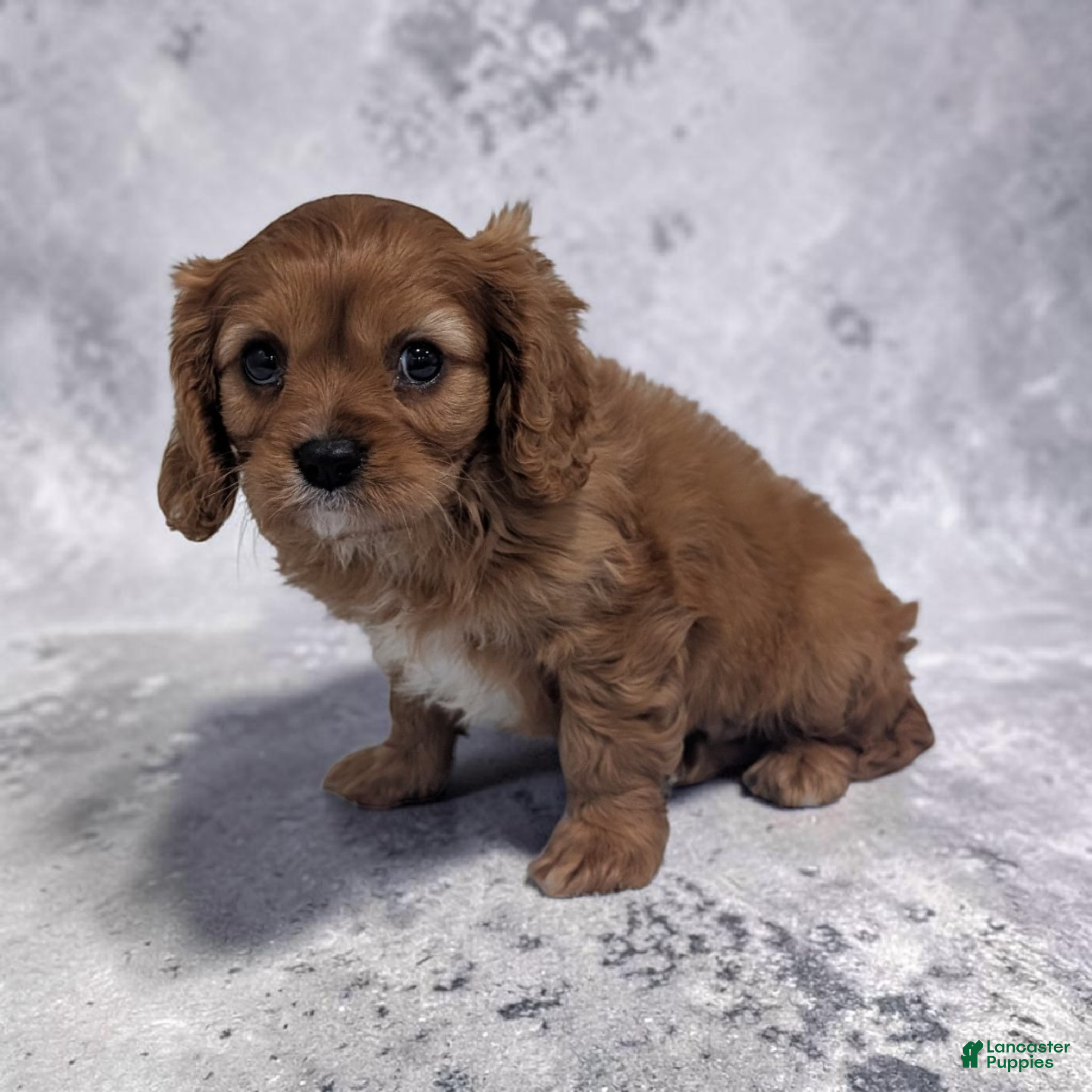 Cavalier King Charles Spaniel dogs Cleo - Ad 2