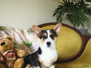 Welsh Corgi Pembroke dogs Nellie - Ad 22