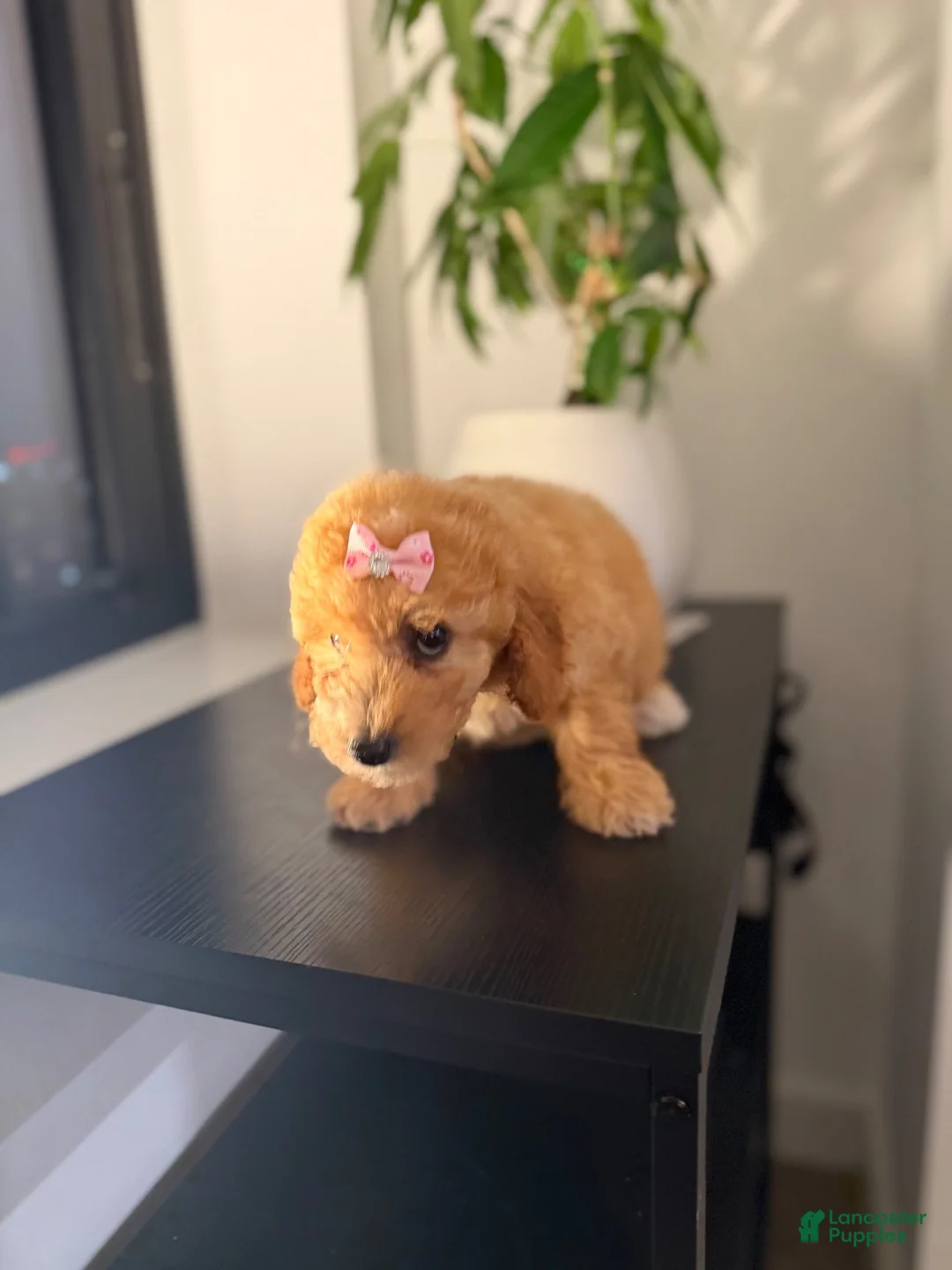 Toy Poodle dogs for sale: Tori - Ad 4