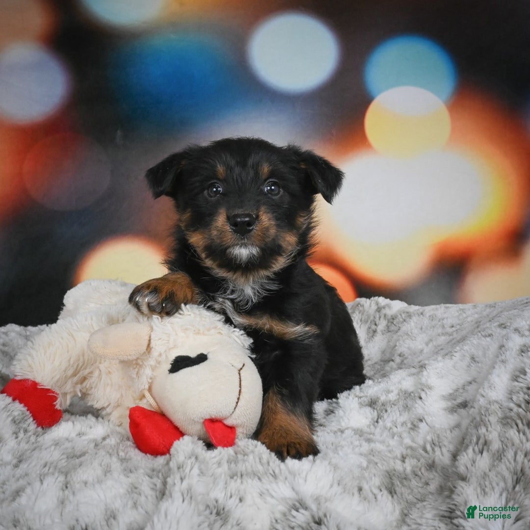 Mixed Breed dogs for sale: Rose - Ad 7