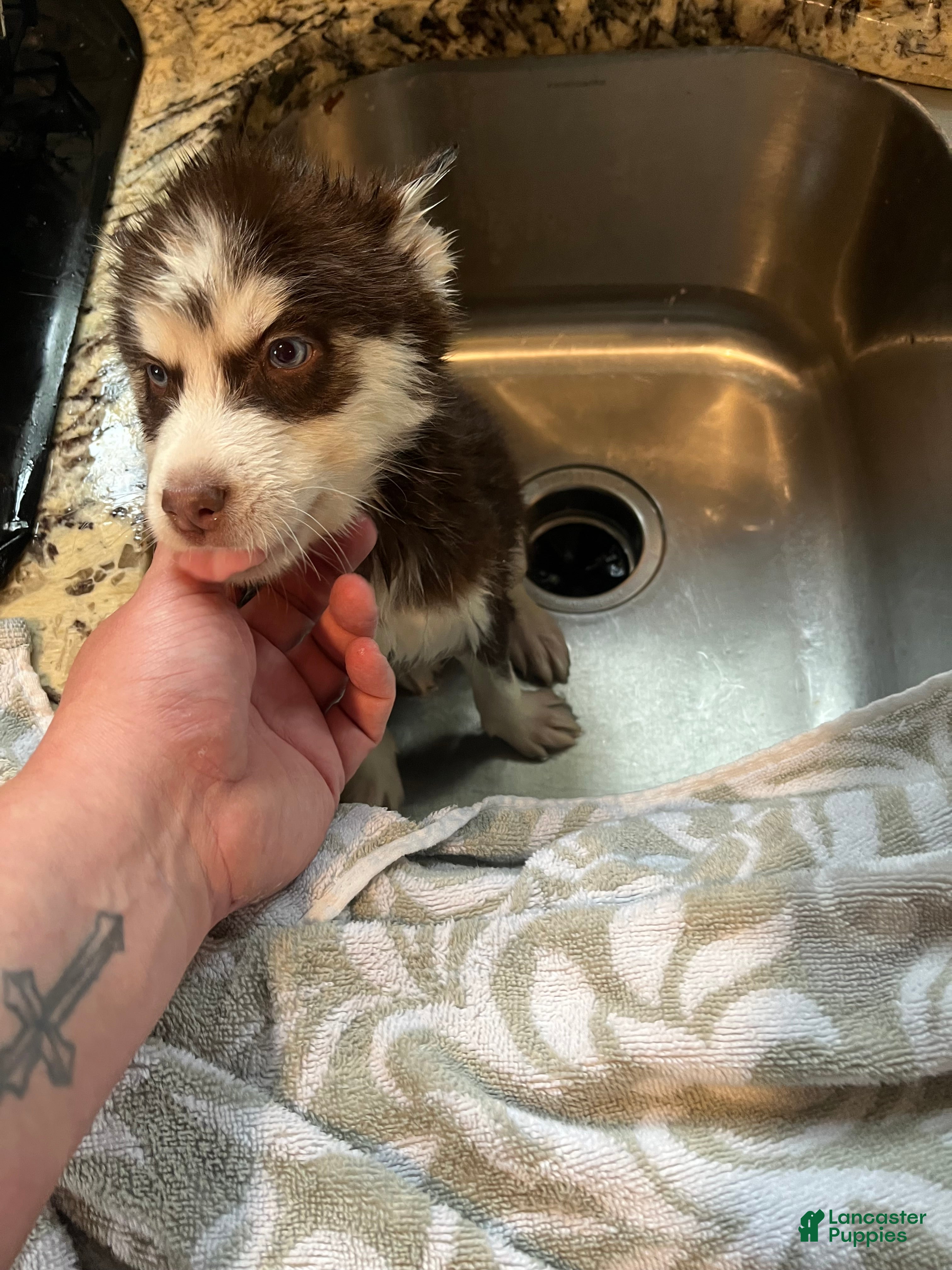 Siberian Husky dogs Siberian Husky Puppy 4 - Ad 2