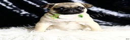 Pug dogs for sale: Muffin - Ad 5
