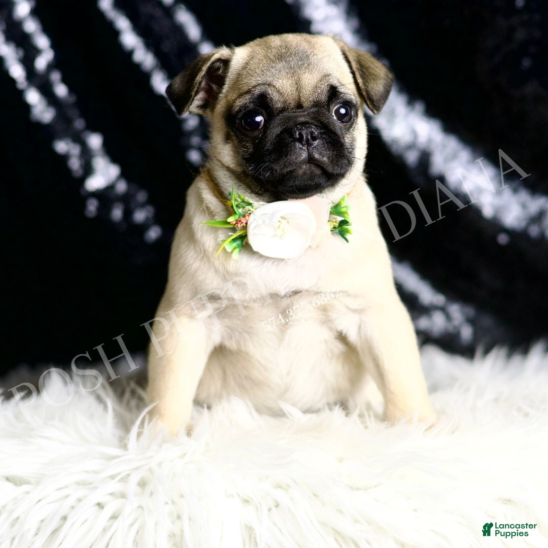 Pug dogs for sale: Muffin - Ad 5
