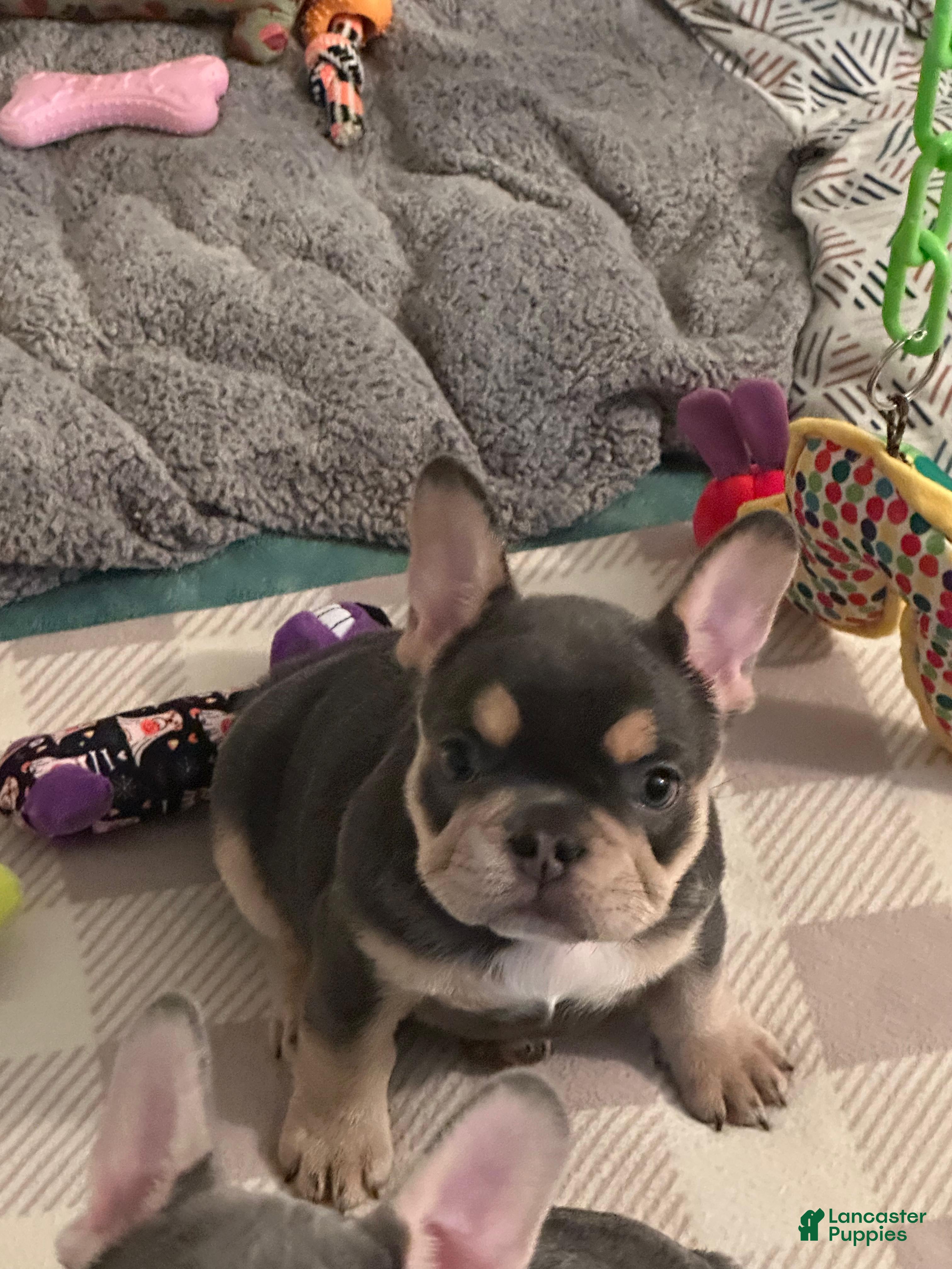 French Bulldog dogs Mystique - Ad 2