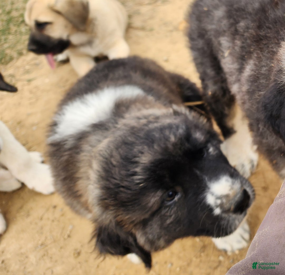 Anatolian Shepherd dogs for sale: Zena 2025 F1 ASD puppy - Ad 26