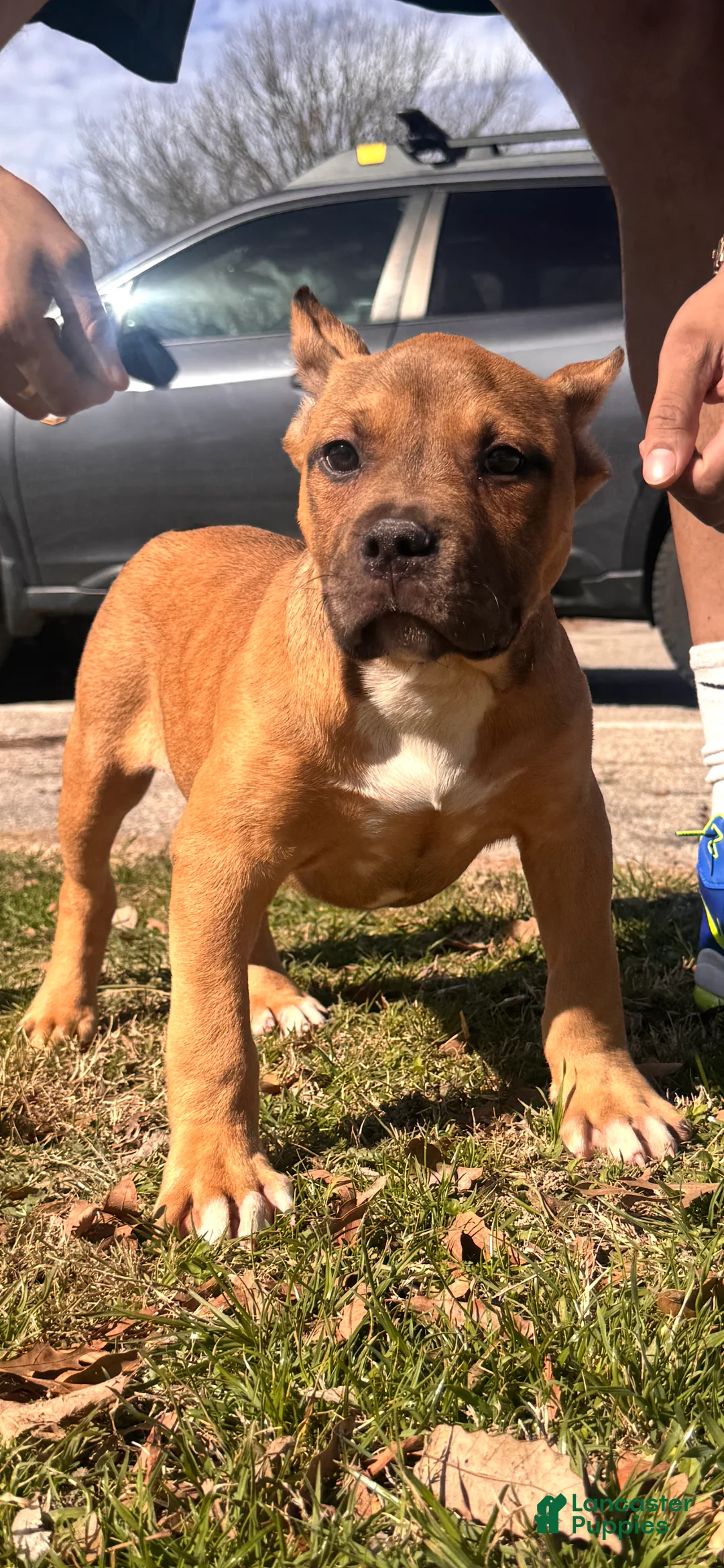 American Bully dogs for sale: Rocky (Bossy Kennels BL Sable XL Bully) - Ad 1