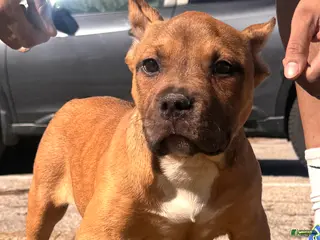 American Bully dogs for sale: Rocky (Bossy Kennels BL Sable XL Bully) - Ad 1