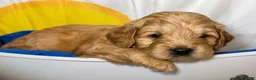 Aussiedoodle dogs for sale: Red Collar  - Ad 2