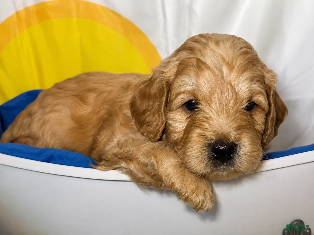 Aussiedoodle dogs for sale: Red Collar  - Ad 2