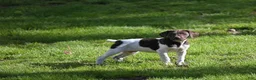 German Shorthaired Pointer dogs for sale: Buck - Ad 43