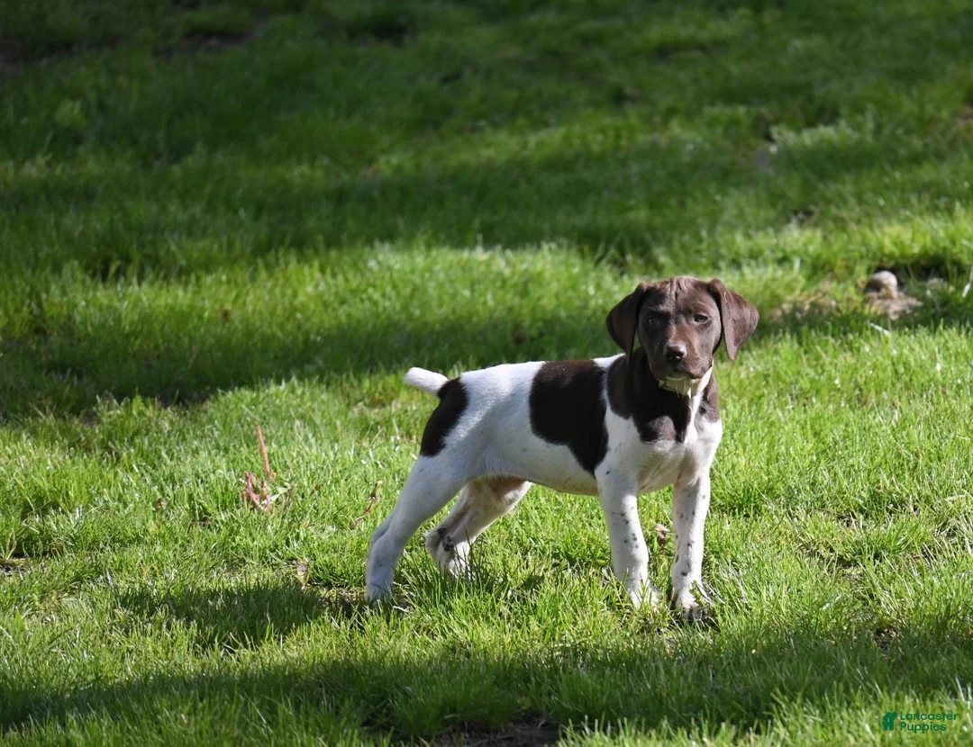 German Shorthaired Pointer dogs for sale: Buck - Ad 43