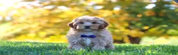 Yorkiepoo dogs for sale: Asher - Ad 4