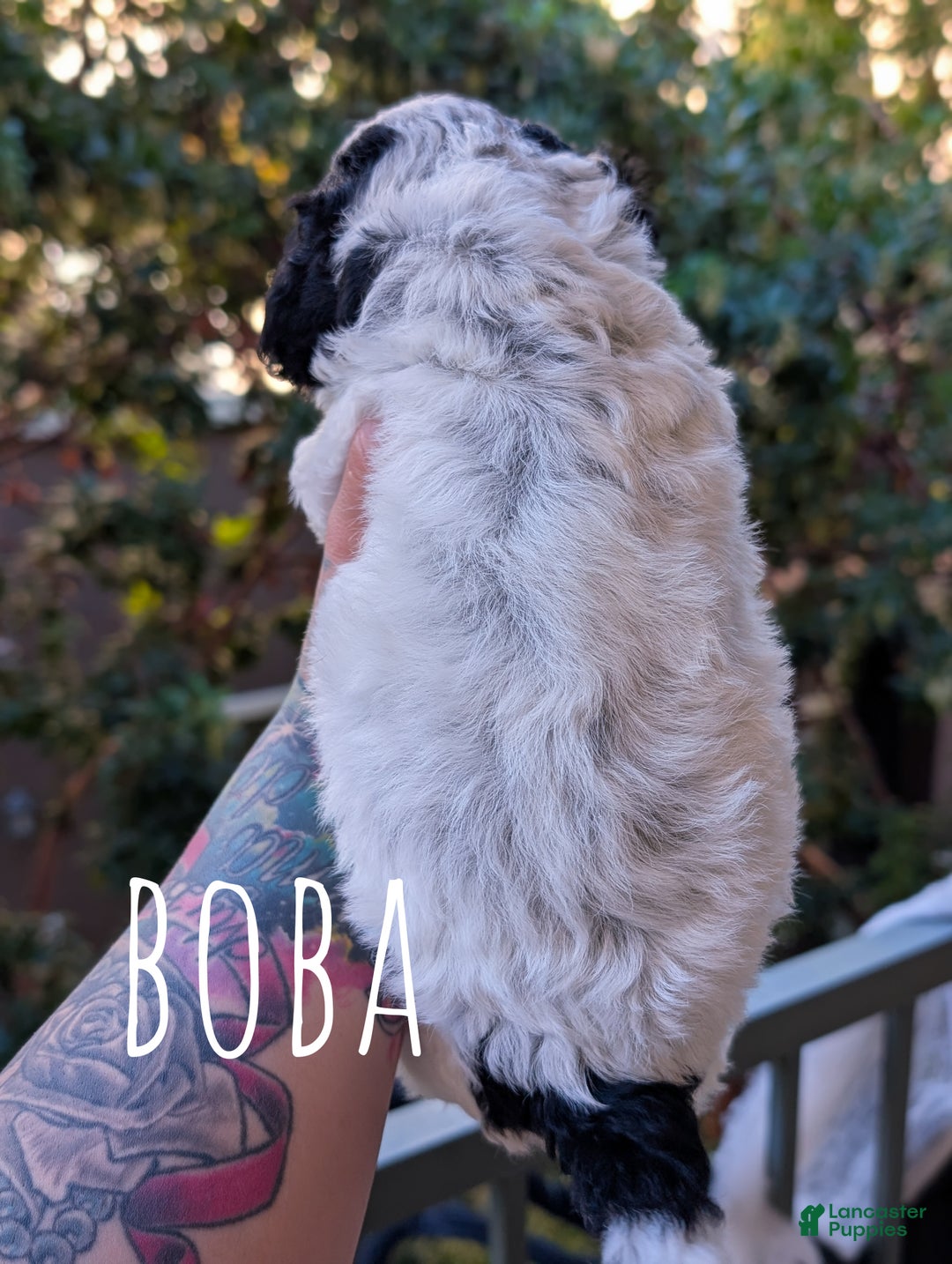 Mixed Breed dogs for sale: BOBA - Ad 3