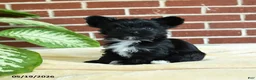 Yorkshire Terrier dogs for sale: Stella - Ad 3