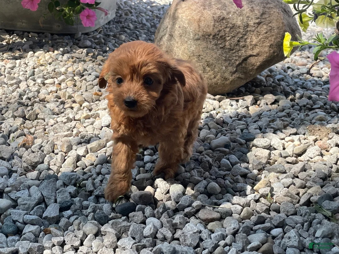 Mini Goldendoodle dogs for sale: Missy Mini Goldendoodle  - Ad 2