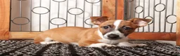 Jack Russell Terrier dogs for sale: Nala - Tender Jack Russell - Ad 3