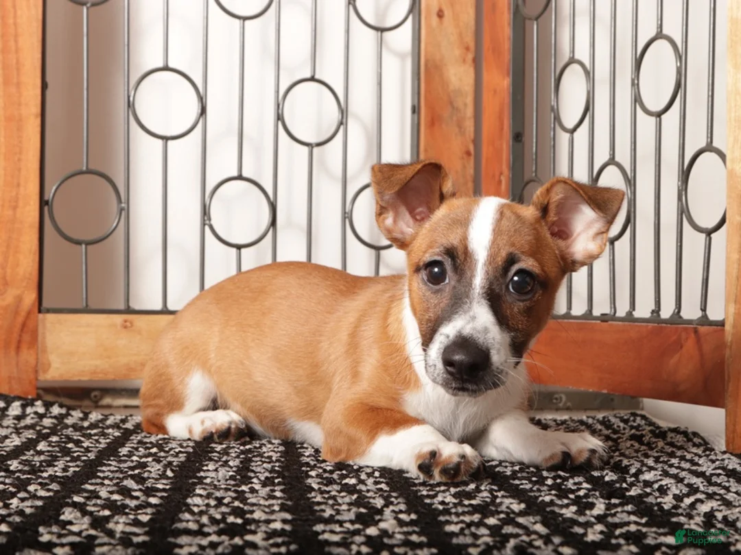 Jack Russell Terrier dogs for sale: Nala - Tender Jack Russell - Ad 3