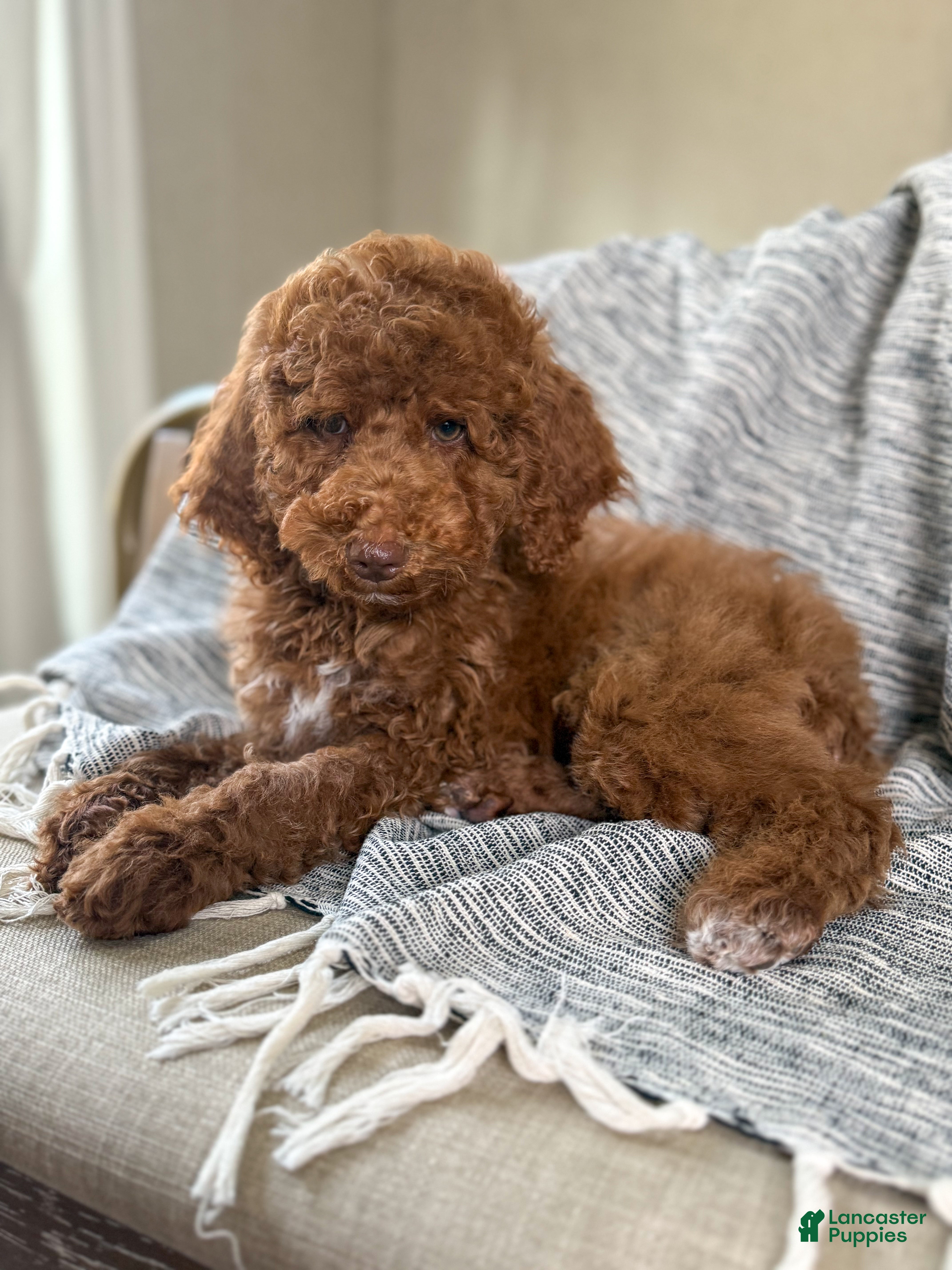 Goldendoodle dogs Stu Lou  - Ad 1
