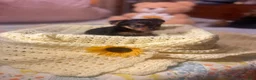 Yorkshire Terrier dogs for sale: Yorkshire Terrier 2 - Ad 3