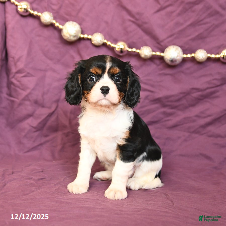Cavalier King Charles Spaniel dogs Lucy - Ad 34