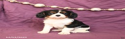 Cavalier King Charles Spaniel dogs for sale: Lucy - Ad 1