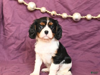 Cavalier King Charles Spaniel dogs Lucy - Ad 27
