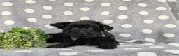 Yorkiepoo dogs for sale: Hugo 6 lbs Full Grown - Ad 5