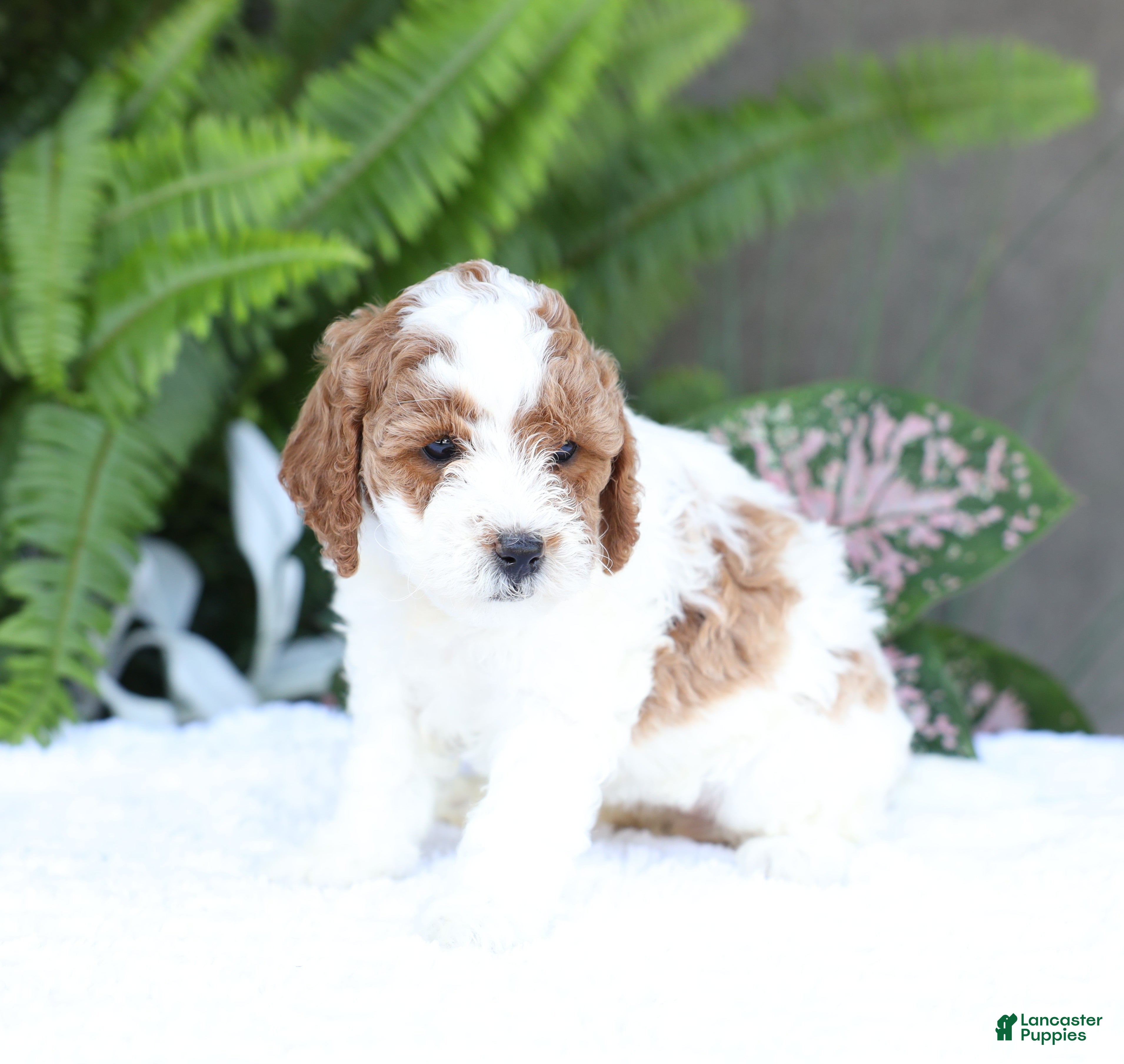 Mini Goldendoodle dogs Dolly - Ad 1