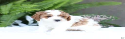 Mini Goldendoodle dogs for sale: Dolly - Ad 1