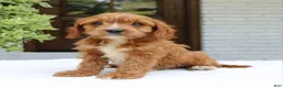 Cavapoo dogs for sale: Max  - Ad 4