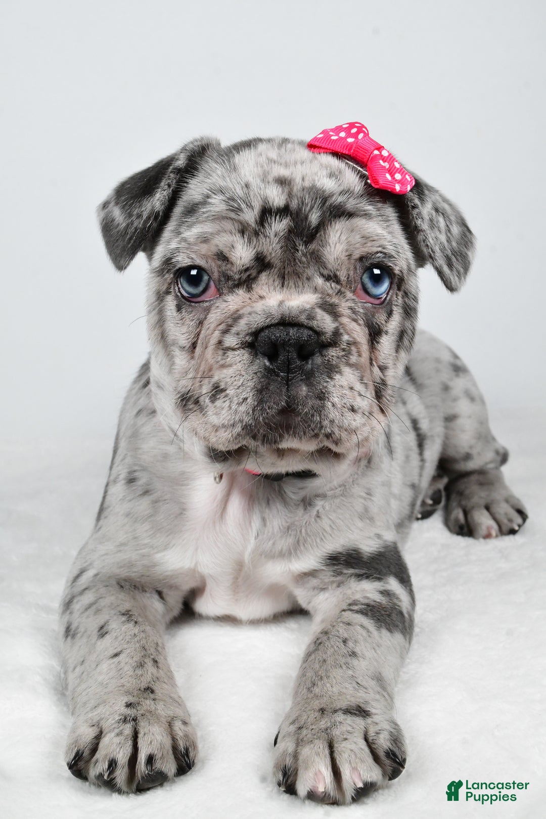 French Bulldog dogs for sale: Abby  - Ad 2