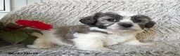 Teddy Bear dogs for sale: Leo - Ad 3