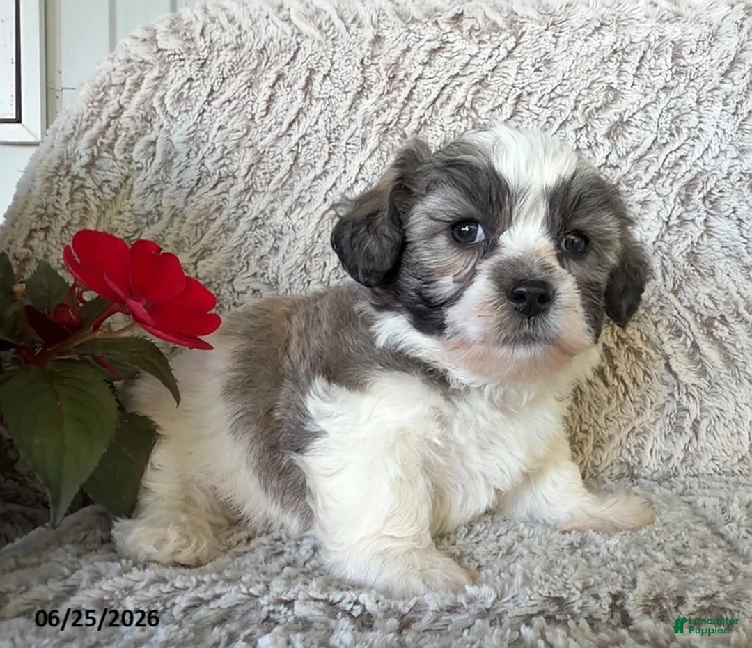Teddy Bear dogs for sale: Leo - Ad 3