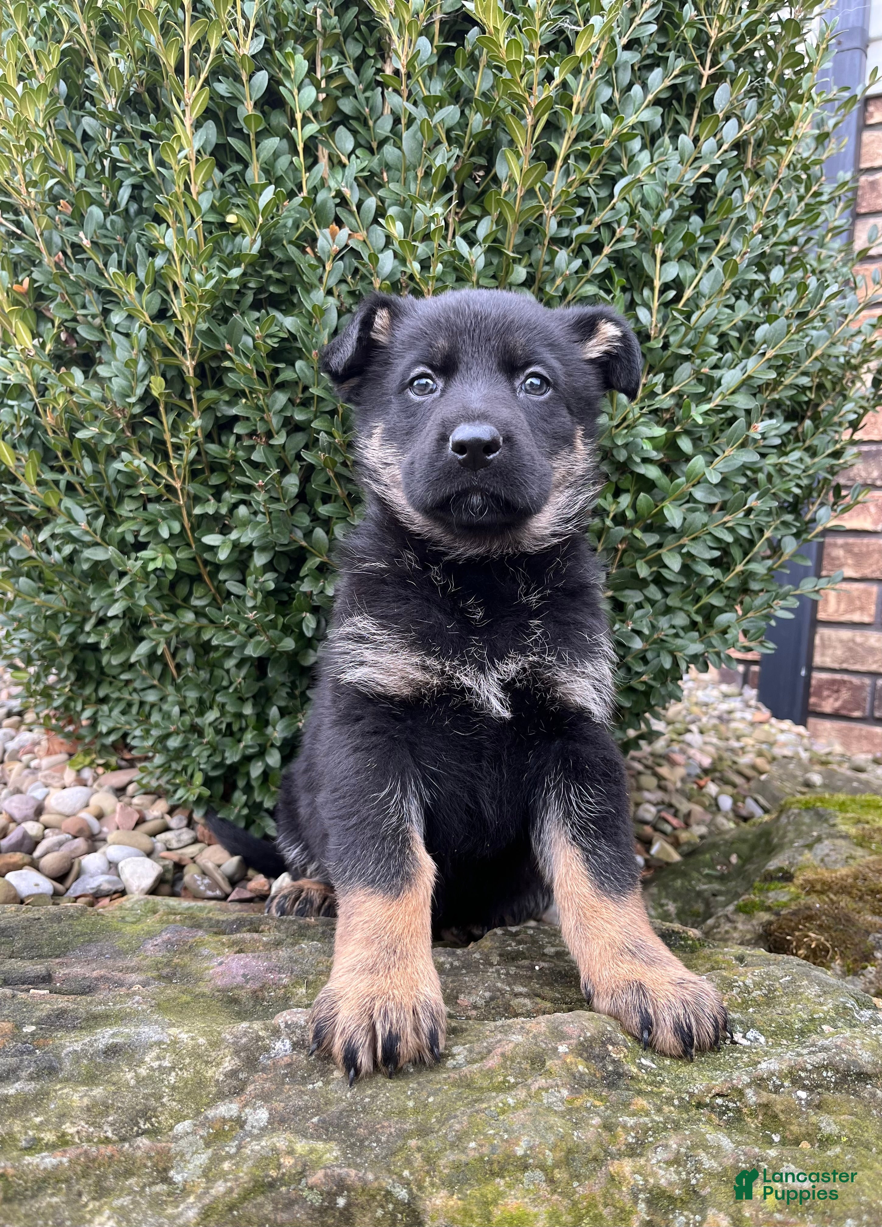 German Shepherd dogs Juno - Ad 15