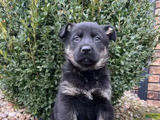 German Shepherd dogs Juno - Ad 15