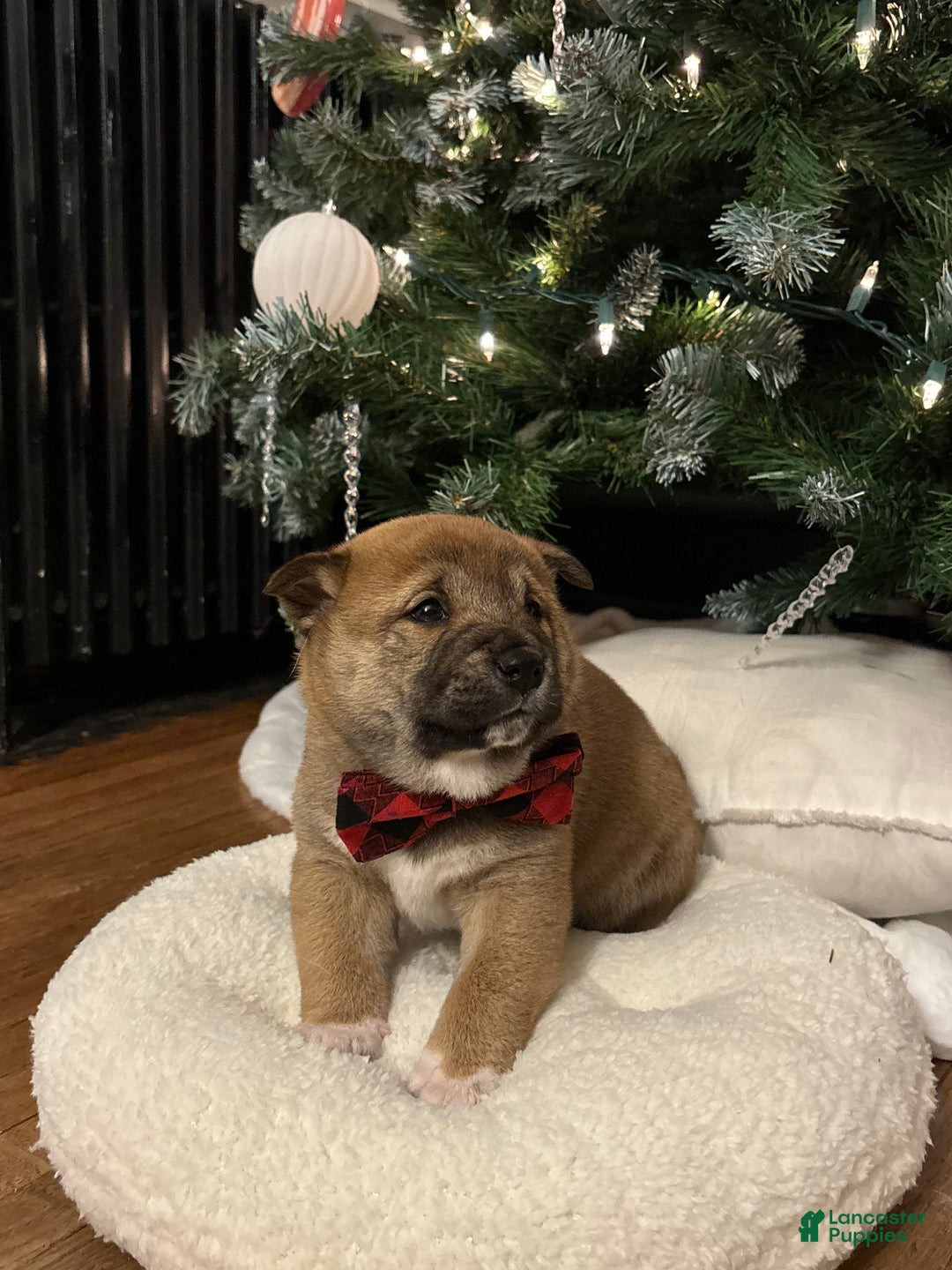 Shiba Inu dogs for sale: Douglas - Ad 7