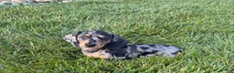 Miniature Dachshund dogs for sale: Joey - Ad 2