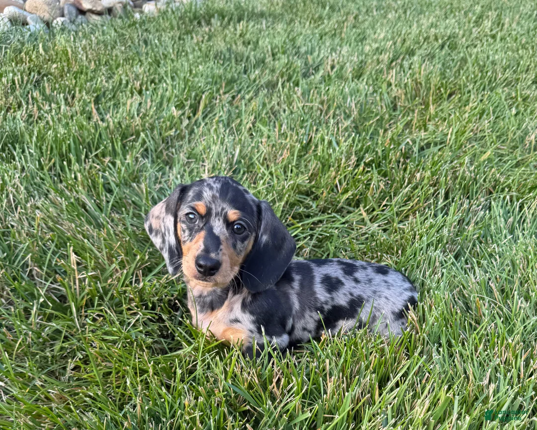Miniature Dachshund dogs for sale: Joey - Ad 2