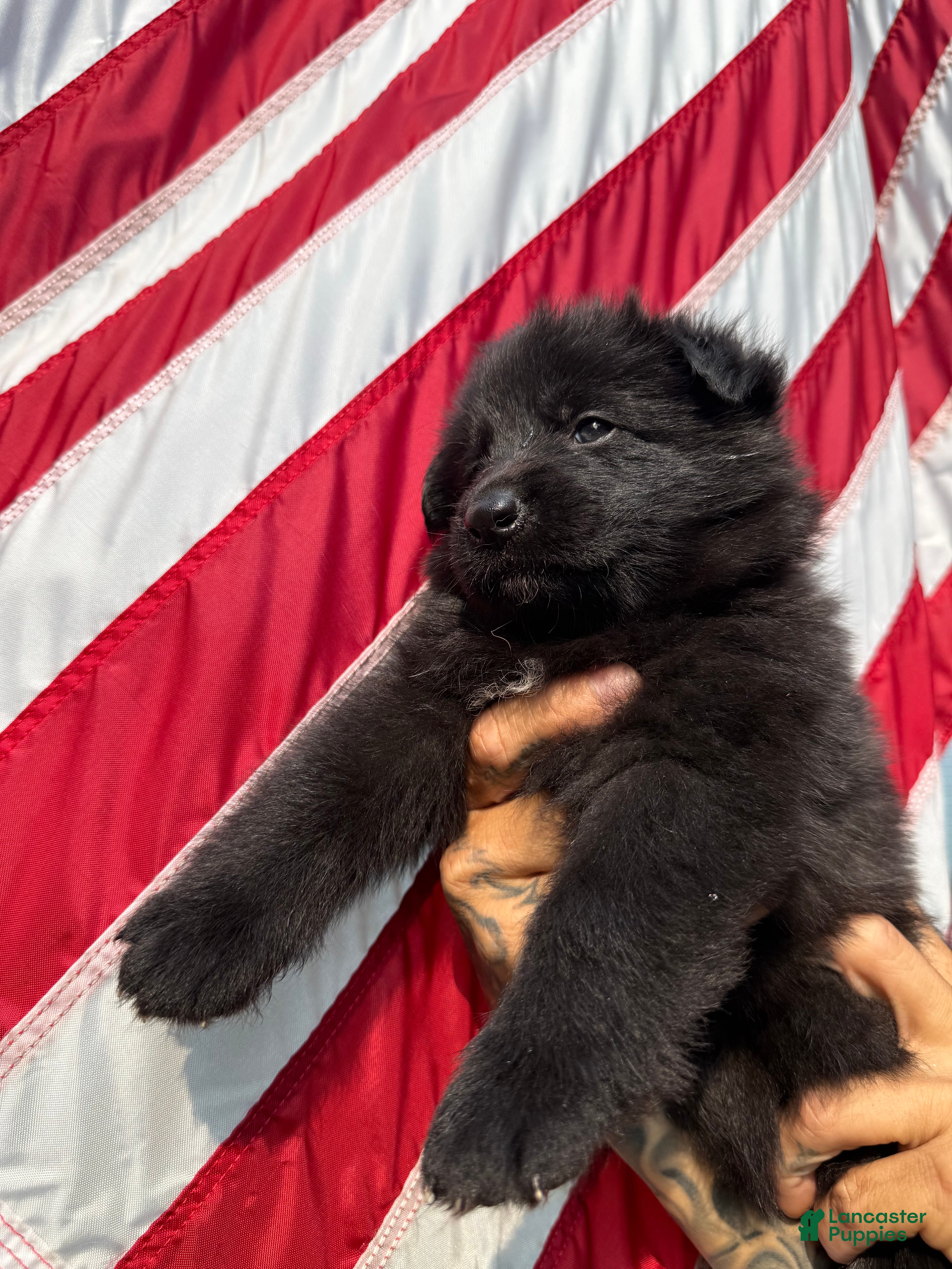 German Shepherd dogs Boomer - Ad 1