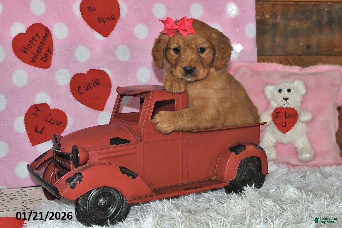 Miniature Golden Retriever dogs Cupcake - Ad 5