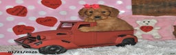 Miniature Golden Retriever dogs for sale: Cupcake - Ad 1