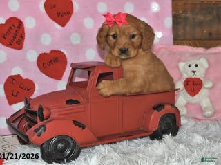 Miniature Golden Retriever dogs Cupcake - Ad 4