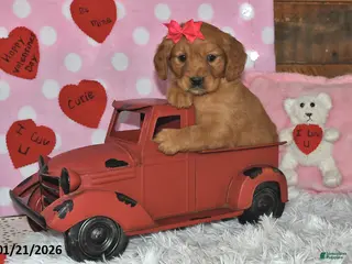 Miniature Golden Retriever dogs Cupcake - Ad 6