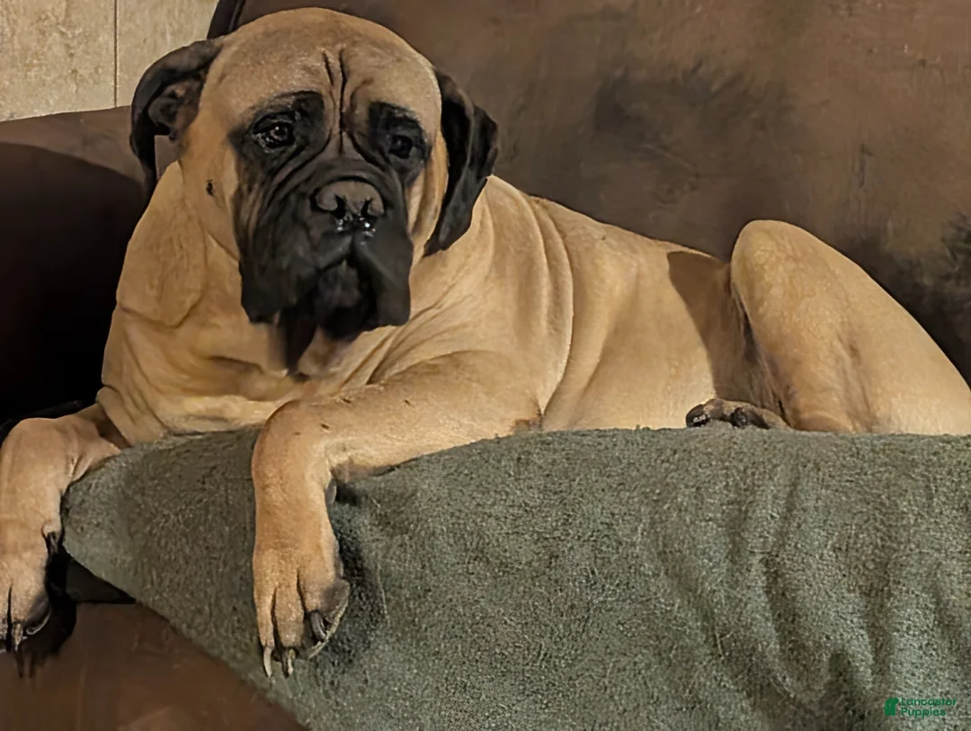 Mixed Breed dogs for sale: Black Bullmasador pup - Ad 4