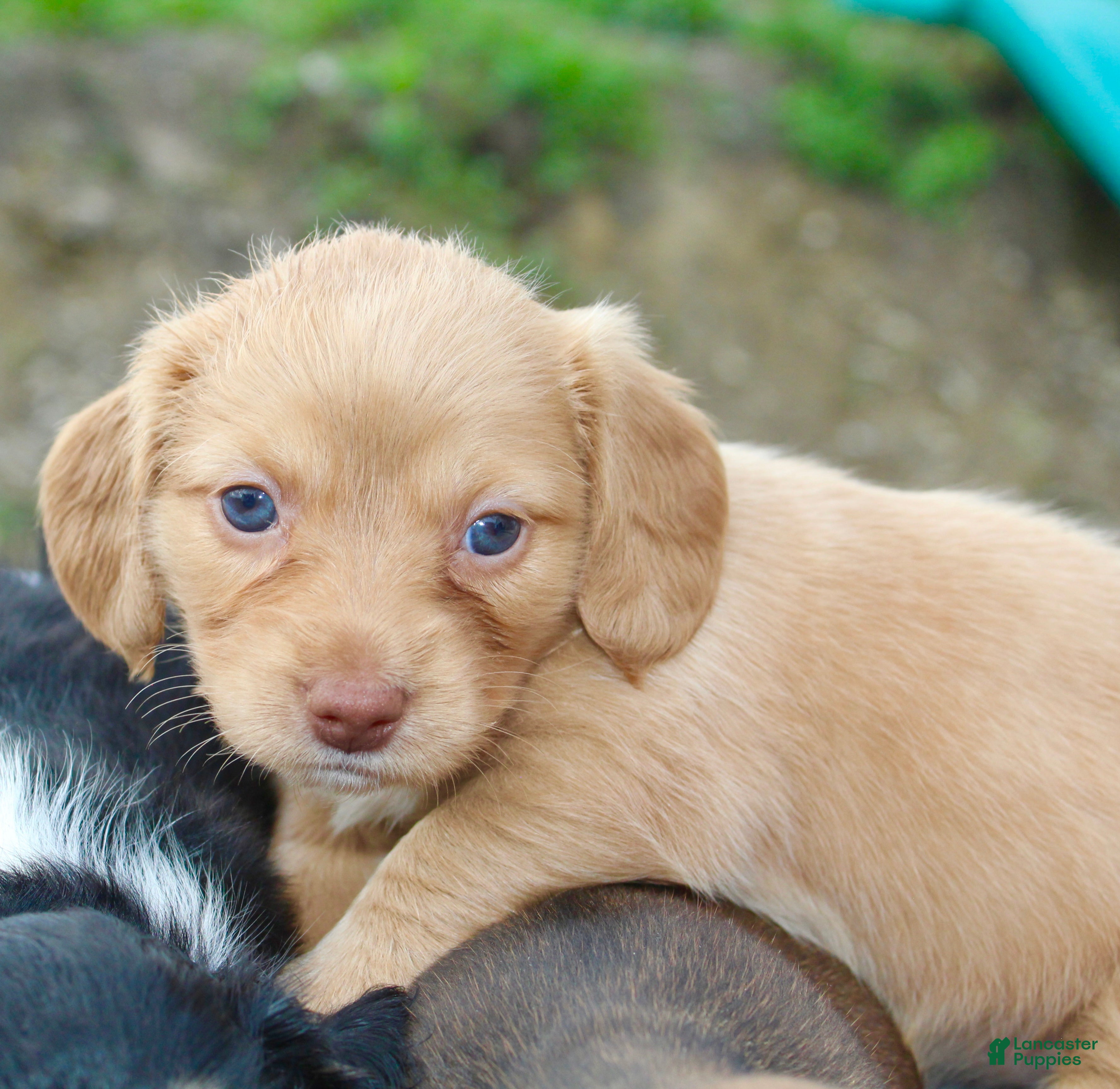 Miniature Dachshund dogs for sale: Allie - Ad 4